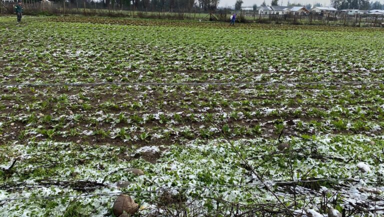 Diputado Felipe Donoso exige al Gobierno activar seguros y entregar ayuda a agricultores afectados por la nieve