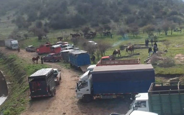 PDI recupera en la región de O’Higgins caballos robados en la zona central