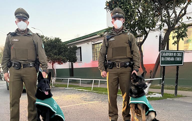 Perros policiales detienen a delincuente en el centro de Curicó