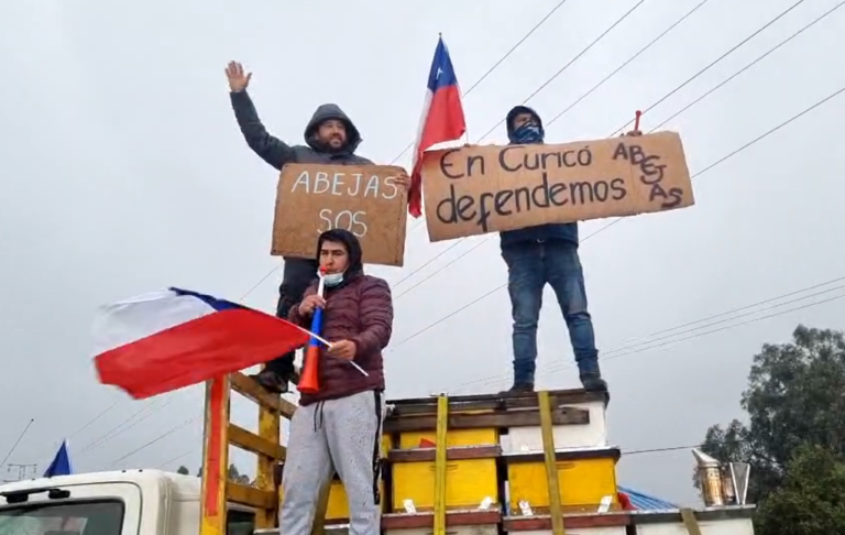 Apicultores de Curicó se suman a protestas para exigir ayuda y mayor protección a las abejas