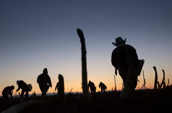 Dirigente vecinal de Romeral denuncia a contratista por abuso laboral contra migrantes