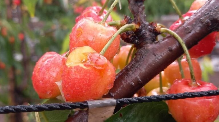 Alcalde de Romeral realizó balance tras granizada y lluvias que afectaron a productores de cereza