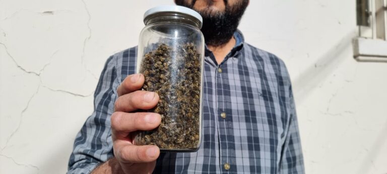 Apicultores denuncian mortandad de abejas