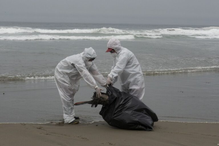 Preocupación en la costa curicana por aparición de gaviotas muertas