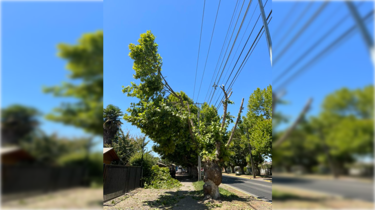 Acusan mutilación de árboles por parte de la CGE en Molina