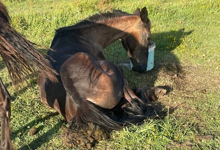 Denuncia por maltrato animal en Zapallar
