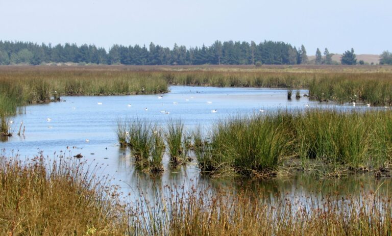 Chile necesita una protección efectiva de los humedales costeros