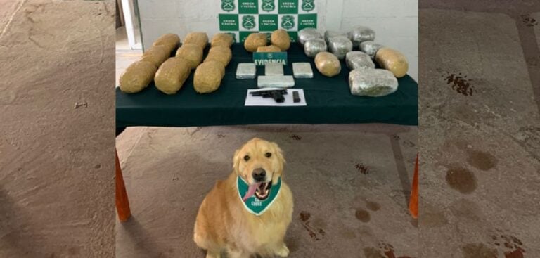 Encontró cocaína y una pistola: Perrita ayudó al decomiso de importante cargamento de droga