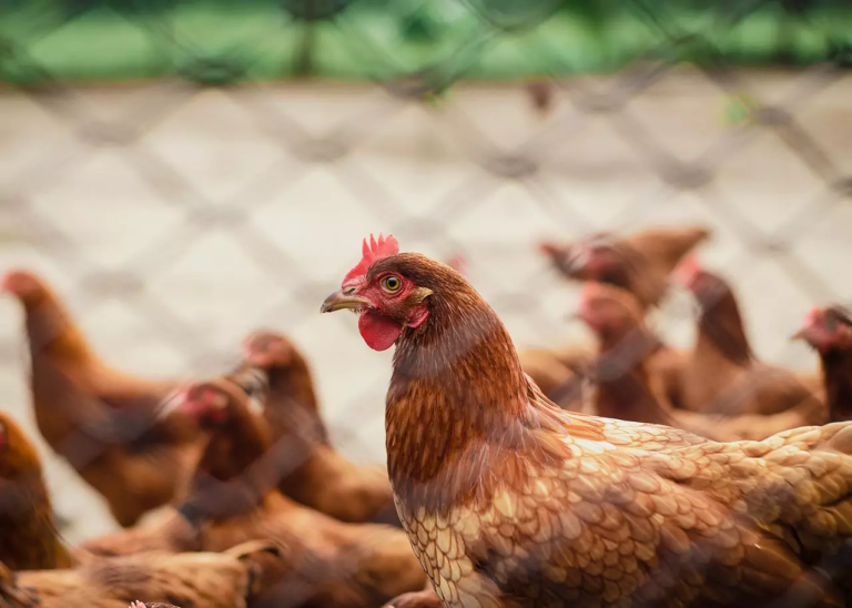 Confirman caso positivo a influenza aviar en gallinero domiciliario de San Fernando
