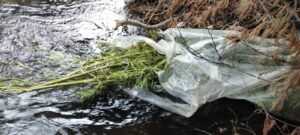 Chile tendría mayor cantidad de años de vida perdidos por el consumo de marihuana en la región