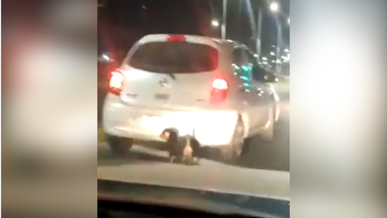 "Fúname, no me importa": Captan a mujer abandonando perritos en plena calle