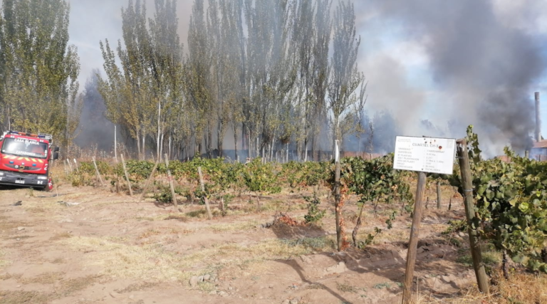 Contenido incendio forestal afectó a sitio colindante a la Escuela Agrícola en Molina
