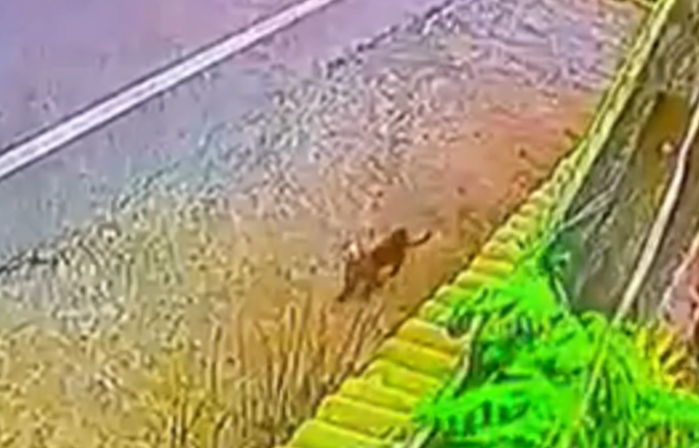 Puma preocupa a vecinos de Romeral: Fue descubierto atacando animales