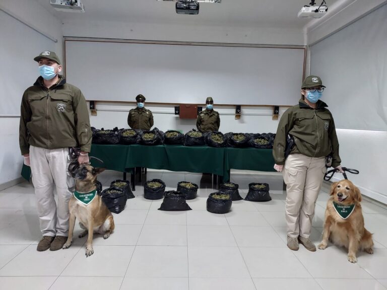 Perras detectoras de drogas encontraron 138 kilos de marihuana en control policial