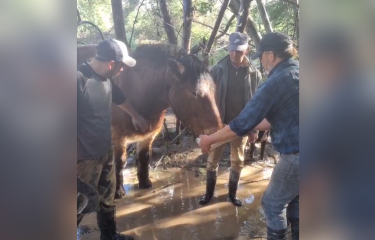 Agricultor de Rauco logró rescatar a su caballo tras cuatro días perdido en la inundación