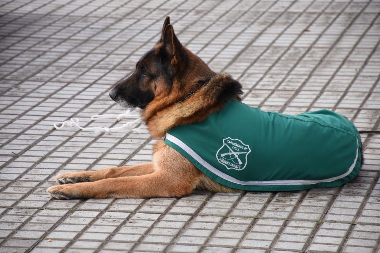 Emotiva despedida de Ulises: Perro policial falleció luego de ocho años de servicio en Carabineros