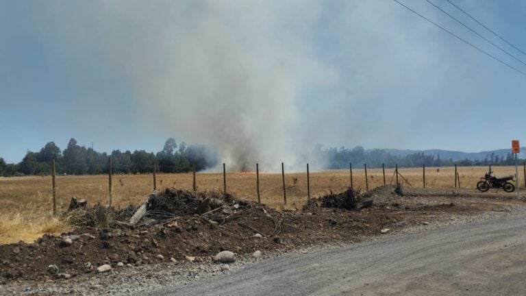 Incendios de características forestales movilizan a CONAF y Bomberos en Curicó
