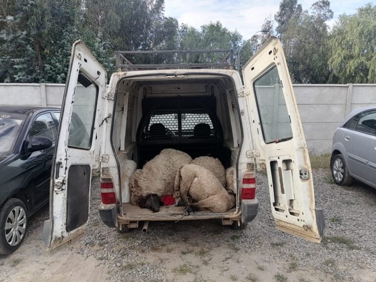 Dos detenidos por abigeato en sector Alto Caone de Hualañé