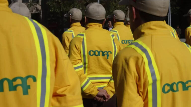 Fin al paro en CONAF: Sindicatos logran "importantes acuerdos" y finalizan movilización
