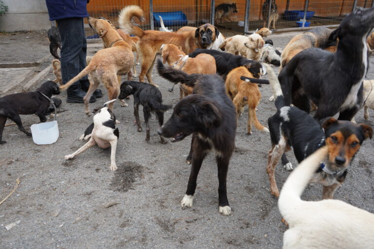 Concejala Bravo relata mejora en estado de animales maltratados en refugio “Almas En el Camino” de Curicó