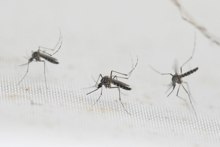 Confirman caso de Dengue en Hualañé: “Se trata de un caso importado”