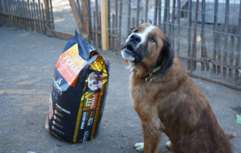 Este sábado se realizará jornada de adopción de perros rescatados de ex refugio Almas en el Camino