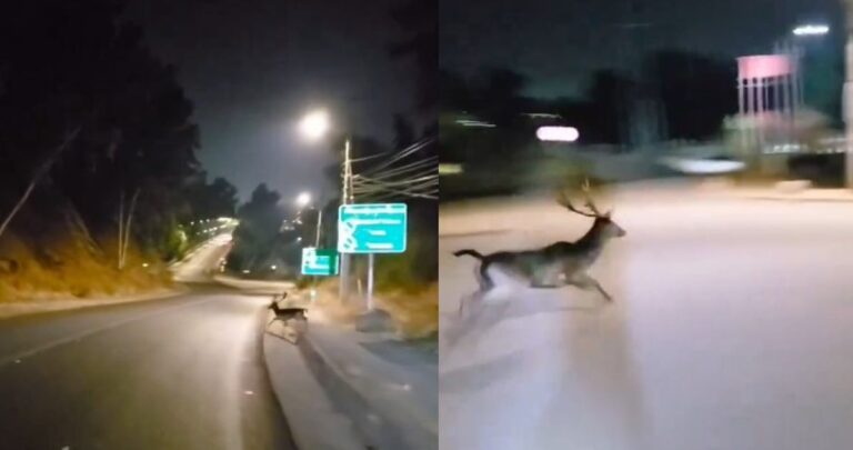 Ciclistas graban a ciervo corriendo por las calles de Talca