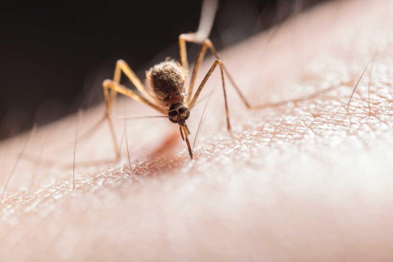 Declaran Alerta Amarilla por "multiples focos" del mosquito del dengue en Los Andes