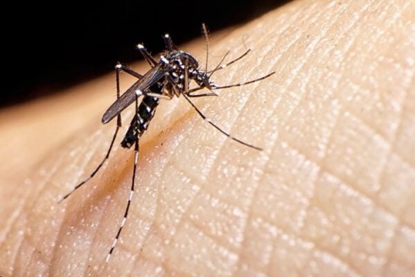 Casos de Dengue en la Región del Maule