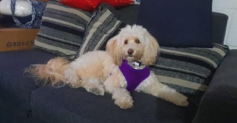 Buscan a mascota extraviada tras violento accidente ocurrido frente a Teno