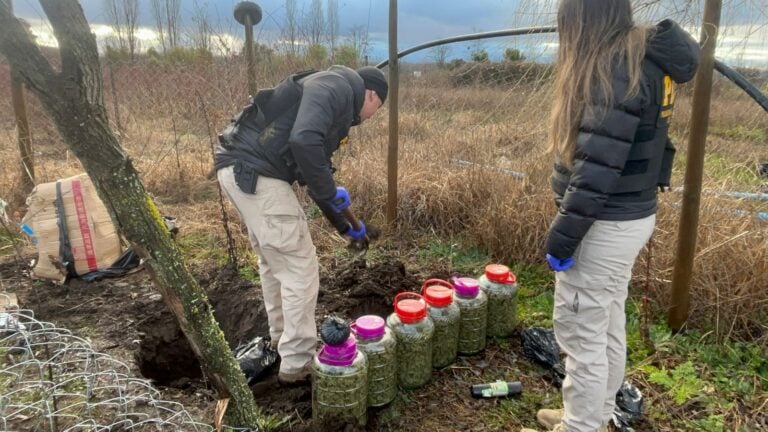 Incautan más de 20 kilos de cannabis que estaban enterrados en una parcela