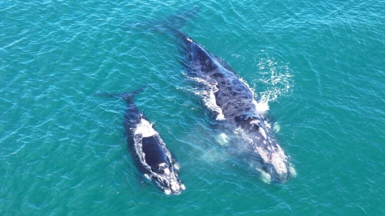 ¡Maravilla en Pichilemu! Ballena Franca Austral y su cría visitan las costas