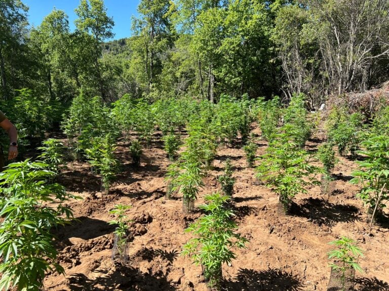 Carabineros del OS7 incautó más de mil plantas de marihuana en sector Las Vertientes de Curicó