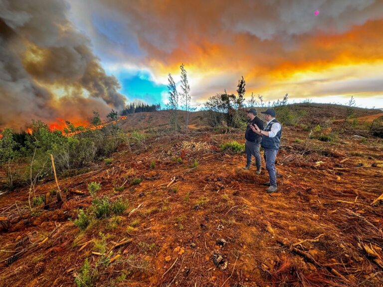 Incendio forestal destruye más de 1.300 hectáreas en Cauquenes