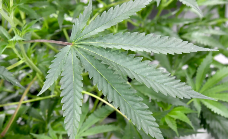 Carabineros indaga origen de cultivo de marihuana con más de 720 plantas en Potrero Grande