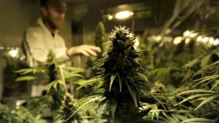 Detienen a 15 personas por robo de marihuana desde cultivo autorizado en Villa Alegre