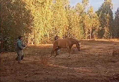 Denuncian por maltrato animal a sujetos que golpearon a caballo en Rarín