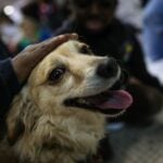 Municipalidad de Molina alerta por brote de distemper canino y entrega recomendaciones a la comunidad