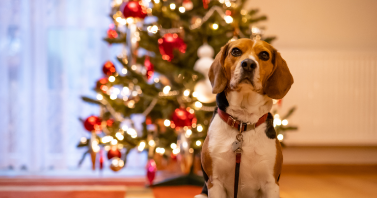 Protección de mascotas en fiestas: consejos para evitar estrés por ruido y calor
