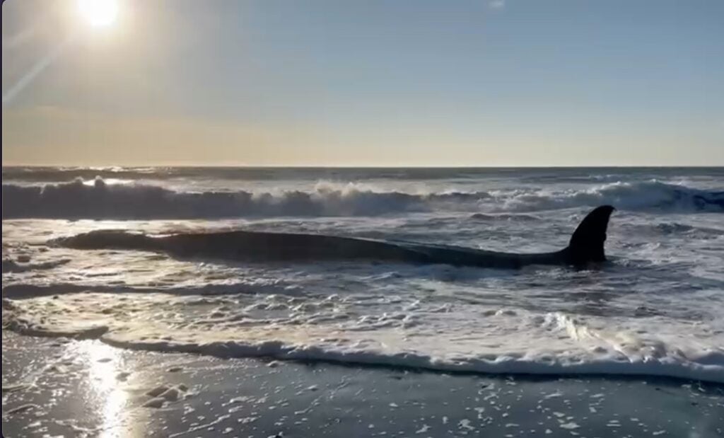 Gigantesca ballena varó en el sector La Trinchera de Curepto
