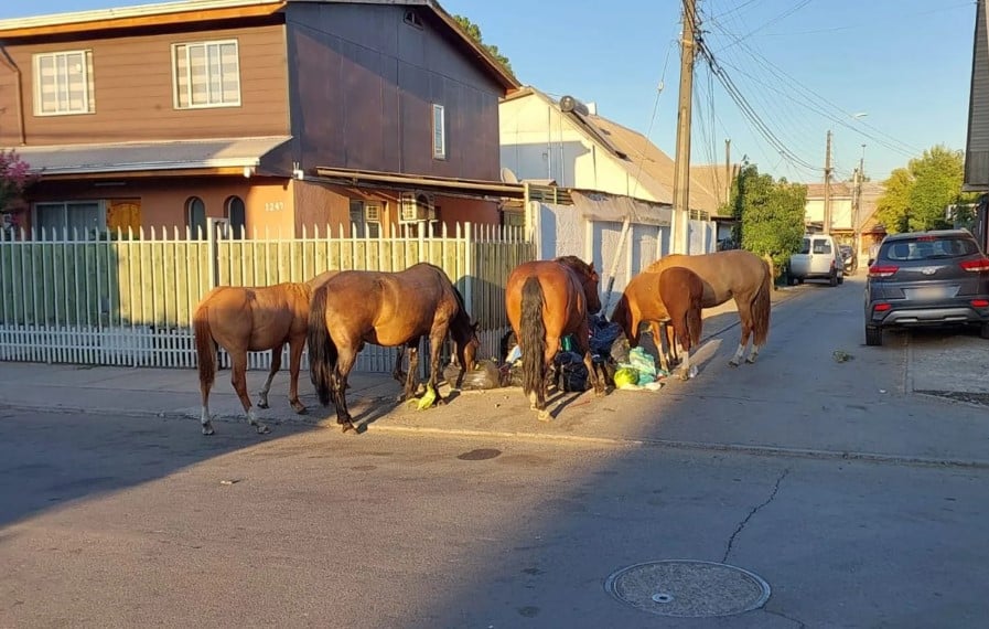Concejal Cheyre propone ordenanza para retiro de caballos sueltos en Curicó