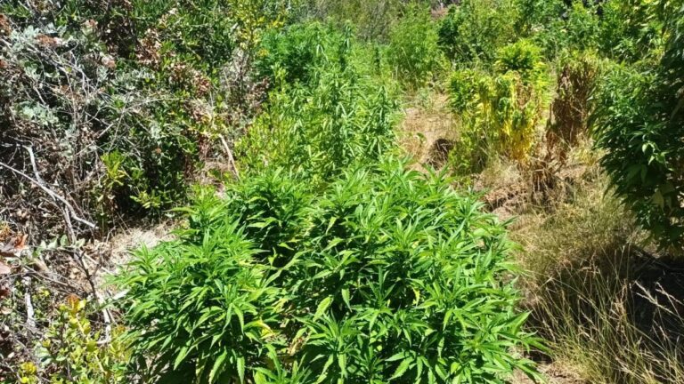 Hualañé: Queman más de 300 plantas de marihuana halladas en quebrada de Infiernillo