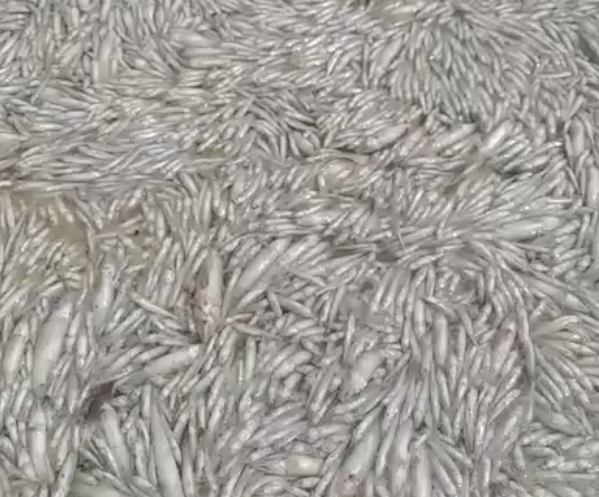"Kilómetros de peces muertos": Alerta sanitaria en Llico por masiva mortandad en la desembocadura del estero
