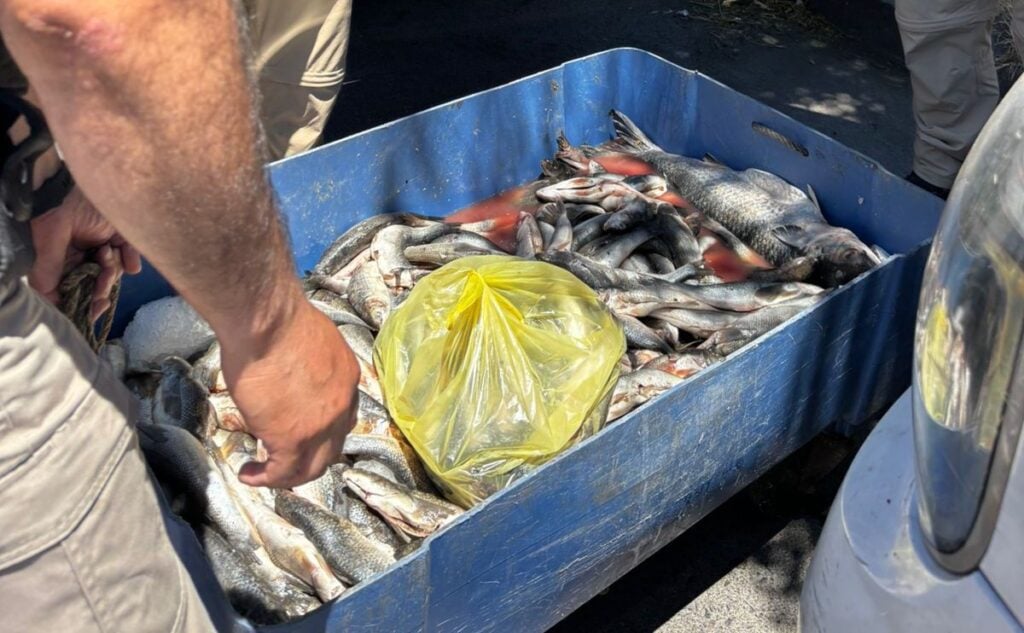 Alerta sanitaria en la Feria de las Pulgas: Decomisan venta ilegal de pescados sin cadena de frío