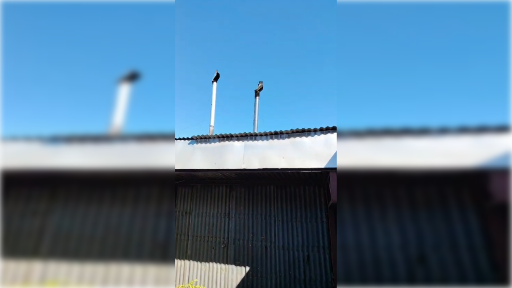 Vecina de Hualañé denuncia grave contaminación proveniente de panadería local