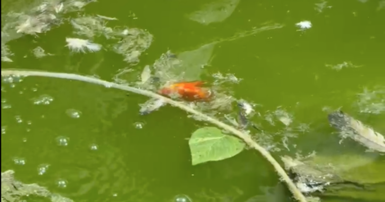 Denuncia ciudadana revela peces abandonados en local comercial del centro de Curicó