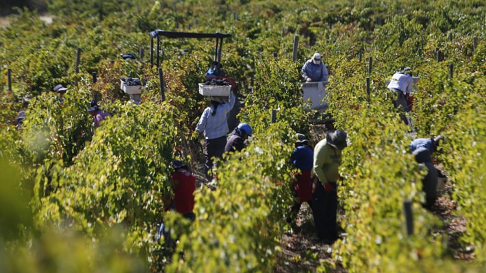 Agricultores alertan sobre escasez de mano de obra y piden flexibilizar normas para trabajadores extranjeros