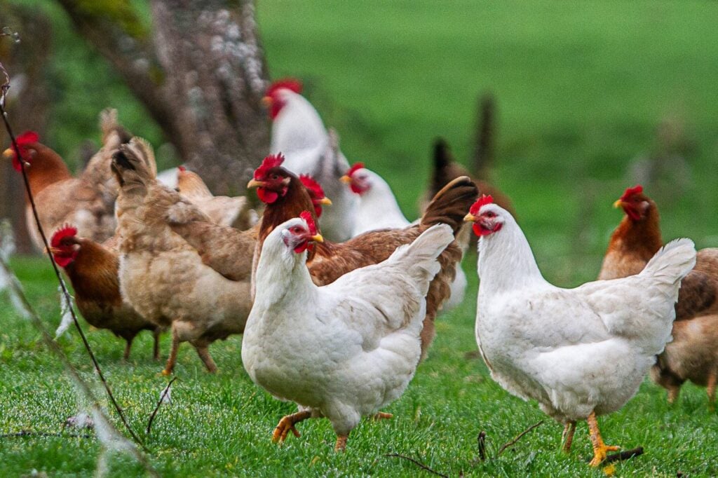 Chile intensifica vigilancia sanitaria ante brotes de influenza aviar en Argentina y Uruguay