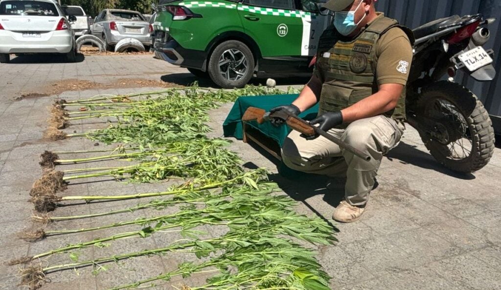 Carabineros detiene a sujeto con motocicleta robada, armamento y plantas de marihuana en Curicó