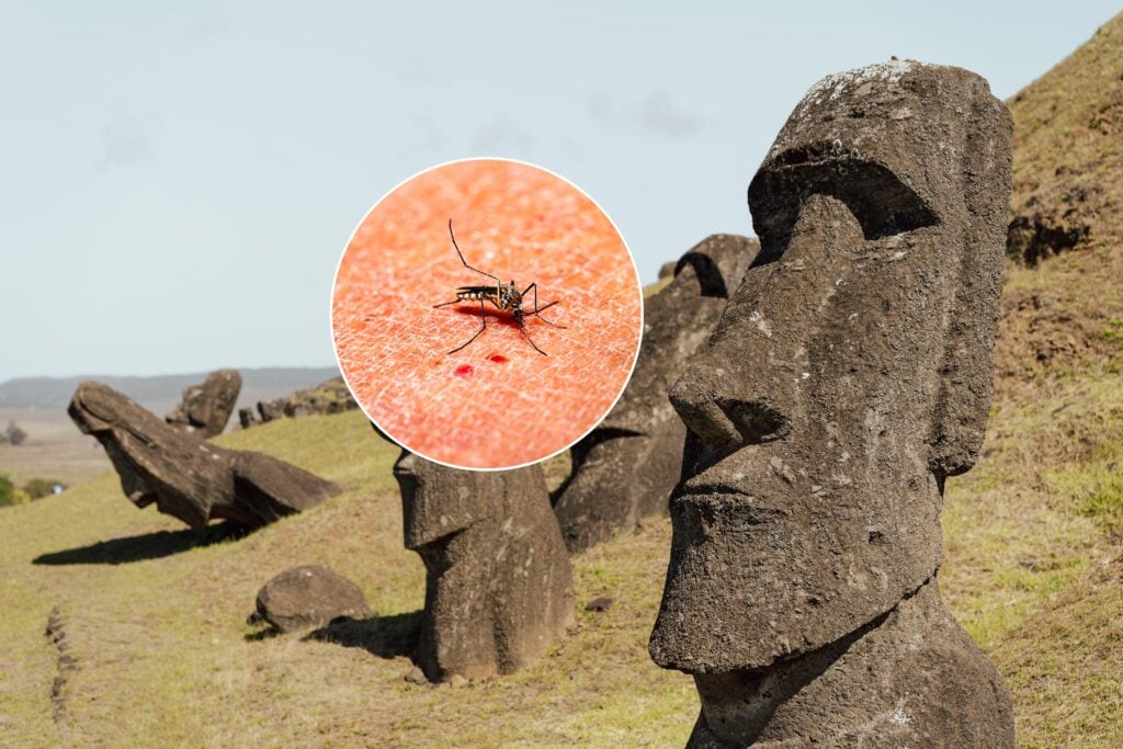 Cuatro casos de dengue confirmados en Rapa Nui se elevan a cuatro